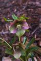 Helleborus orientalis Ciemiernik